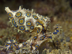 Deadly Beauty! Taken in Kapalai with Canon G9. Uncropped. by Edvin Eng 